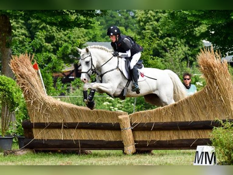NRPS Gelding 12 years 14,2 hh Gray in Vreden