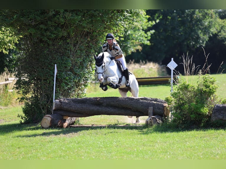 NRPS Gelding 12 years 14,2 hh Gray in Vreden