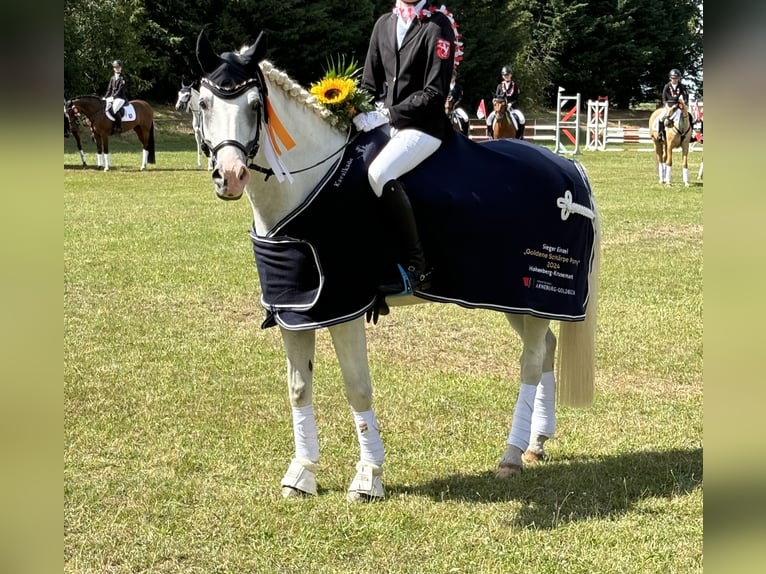 NRPS Gelding 12 years 14,2 hh Gray in Vreden