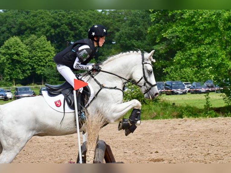 NRPS Gelding 12 years 14,2 hh Gray in Vreden