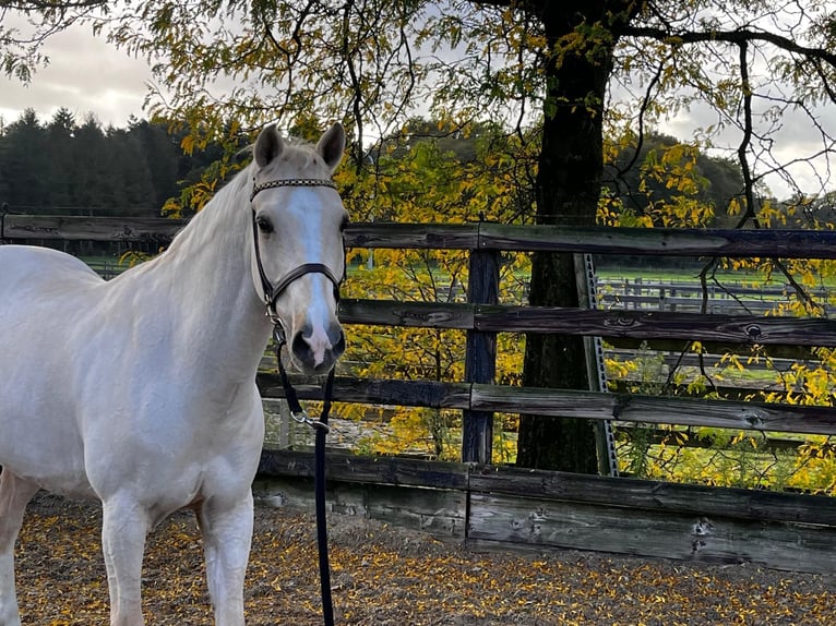 NRPS Gelding 12 years 14,2 hh Palomino in Roosendaal