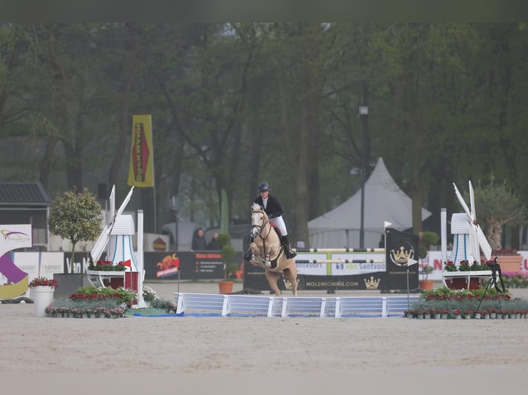 NRPS Gelding 12 years 14,2 hh Palomino in Roosendaal