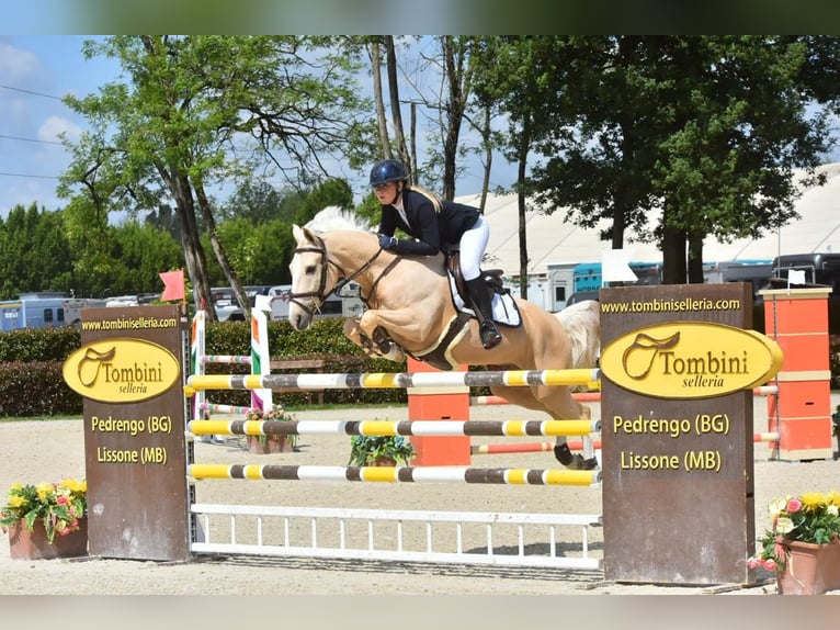 NRPS Gelding 12 years 14,2 hh Palomino in Roosendaal