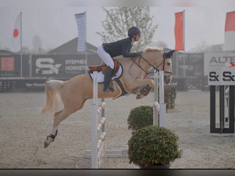 NRPS Gelding 12 years 14,2 hh Palomino in Roosendaal