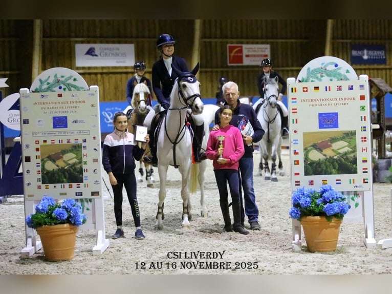 NRPS Gelding 12 years 14,2 hh Palomino in Roosendaal