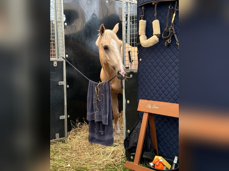 NRPS Gelding 12 years 14,2 hh Palomino in Roosendaal
