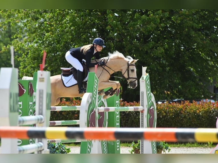 NRPS Gelding 12 years 14,2 hh Palomino in Roosendaal