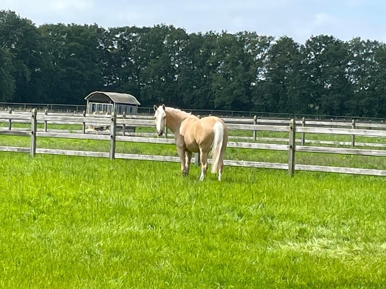NRPS Gelding 12 years 14,2 hh Palomino in Roosendaal