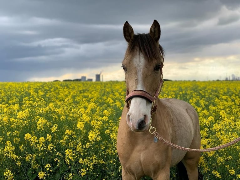 NRPS Gelding 13 years 13,3 hh Dun in Pulheim
