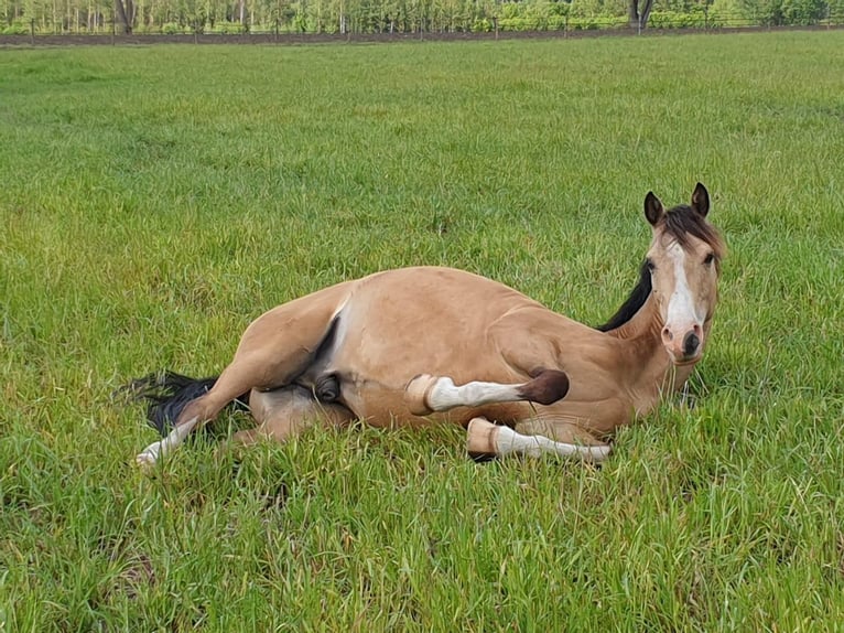 NRPS Gelding 13 years 13,3 hh Dun in Pulheim