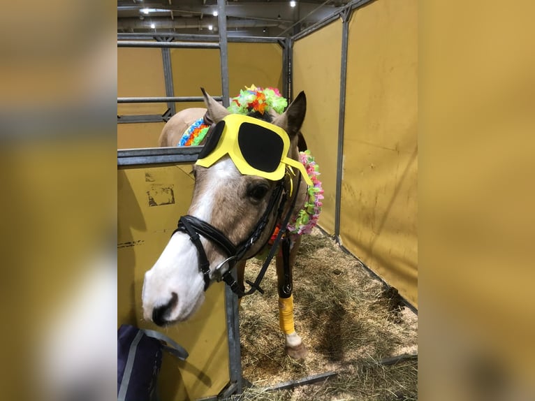 NRPS Gelding 13 years 13,3 hh Dun in Pulheim
