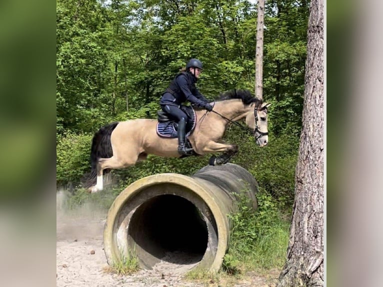 NRPS Gelding 13 years 14.2 hh Dun in Westbeemster