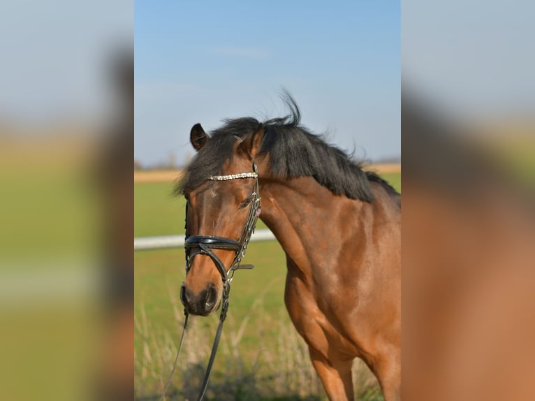 NRPS Gelding 13 years 14 hh Brown in Geilenkirchen
