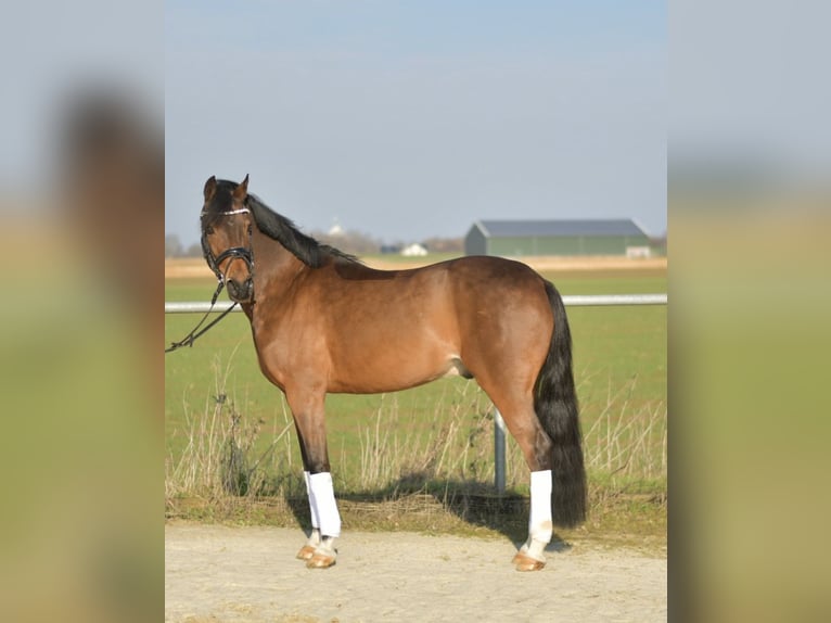 NRPS Gelding 13 years 14 hh Brown in Geilenkirchen