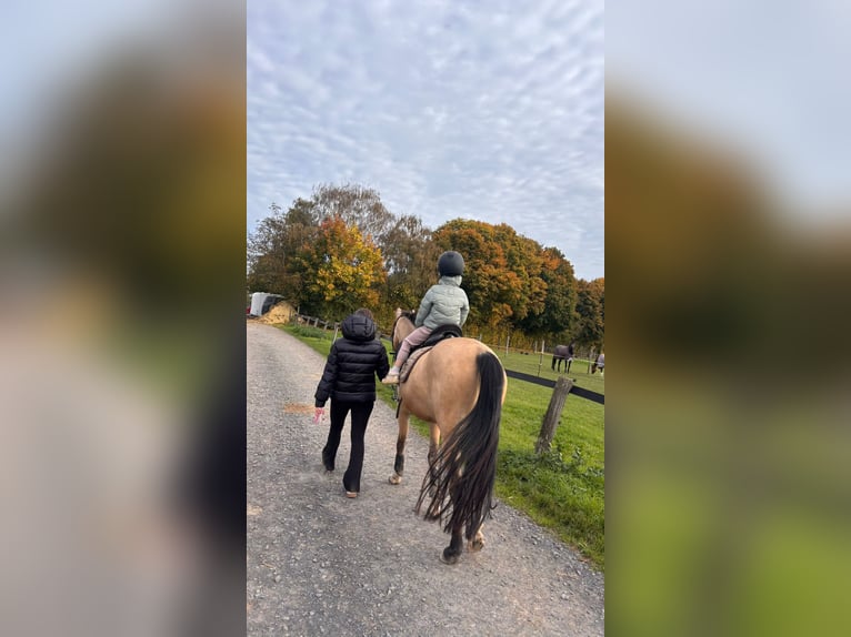 NRPS Gelding 14 years 13,3 hh Dun in Pulheim