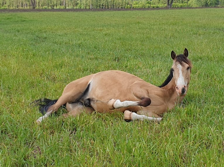 NRPS Gelding 14 years 13,3 hh Dun in Pulheim