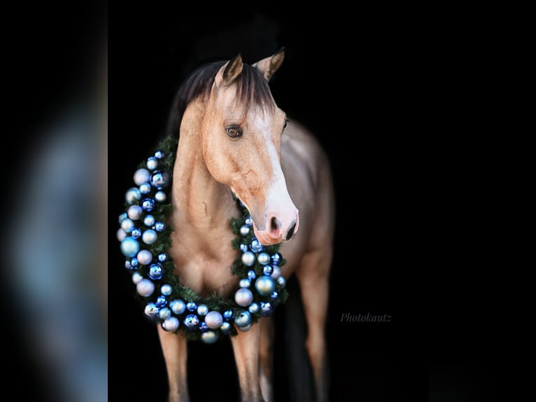 NRPS Gelding 14 years 13,3 hh Dun in Pulheim