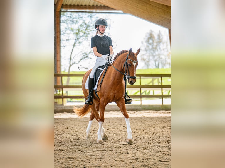 NRPS Gelding 14 years 14,2 hh Chestnut-Red in Lisserbroek
