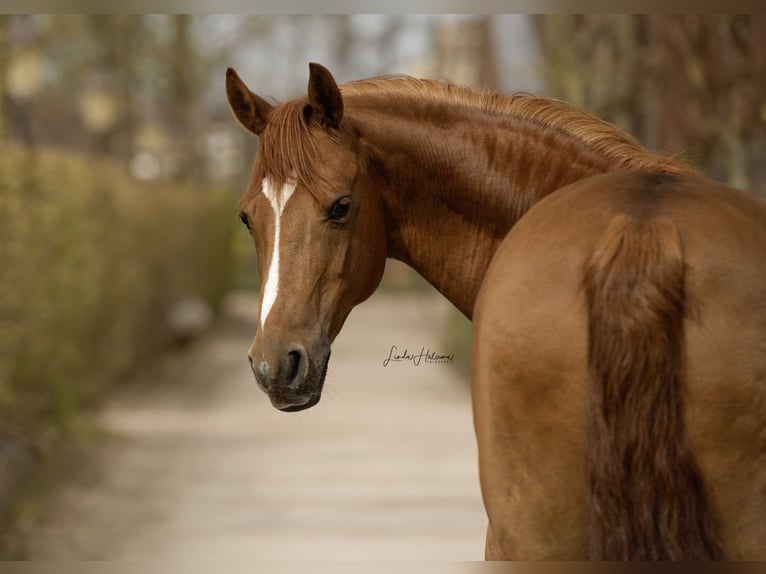 NRPS Gelding 14 years 14,2 hh Chestnut-Red in Lisserbroek