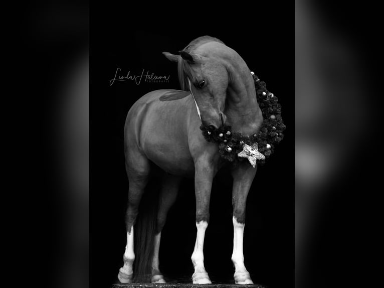 NRPS Gelding 14 years 14,2 hh Chestnut-Red in Lisserbroek