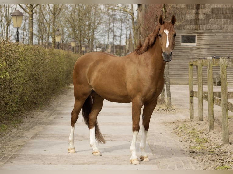 NRPS Gelding 14 years 14,2 hh Chestnut-Red in Lisserbroek