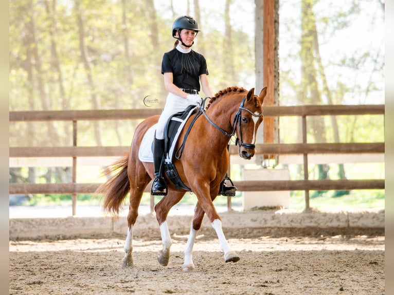 NRPS Gelding 14 years 14,2 hh Chestnut-Red in Lisserbroek