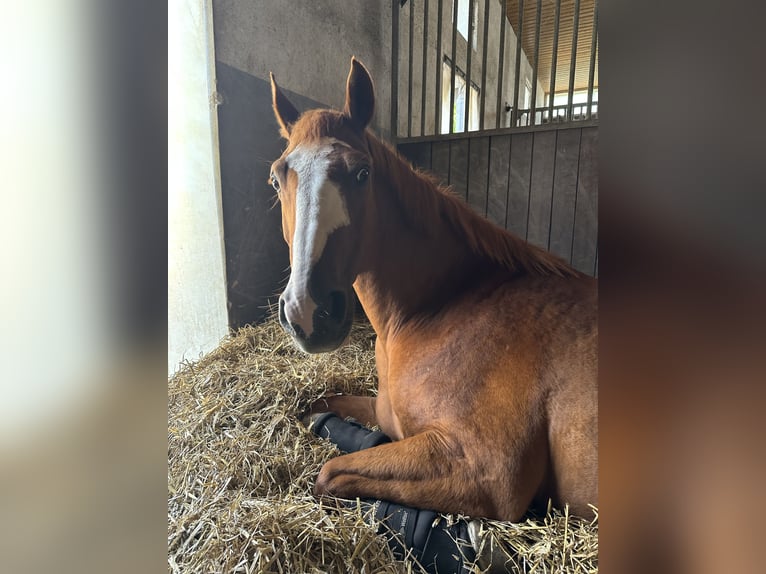 NRPS Mix Gelding 14 years 15.1 hh Chestnut-Red in Borchen