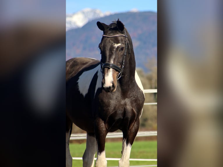 NRPS Gelding 14 years 15.2 hh Pinto in Kirchbichl