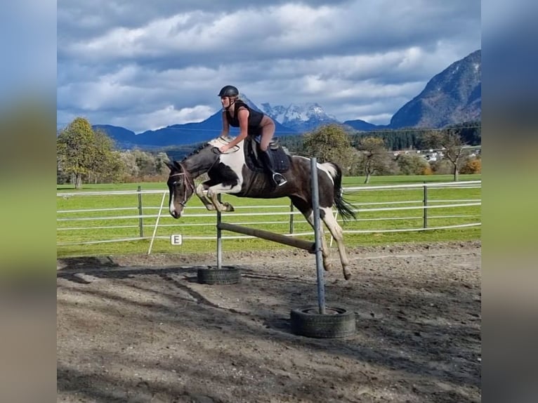 NRPS Gelding 14 years 15.2 hh Pinto in Kirchbichl