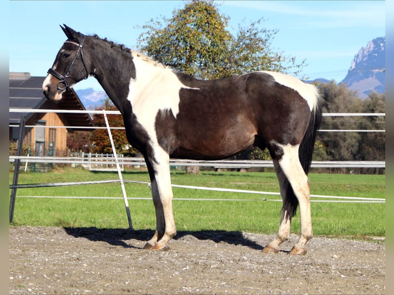 NRPS Gelding 14 years 15,2 hh Pinto in Kirchbichl