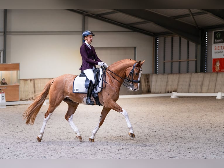 NRPS Gelding 14 years 16,1 hh Sabino in Nuland