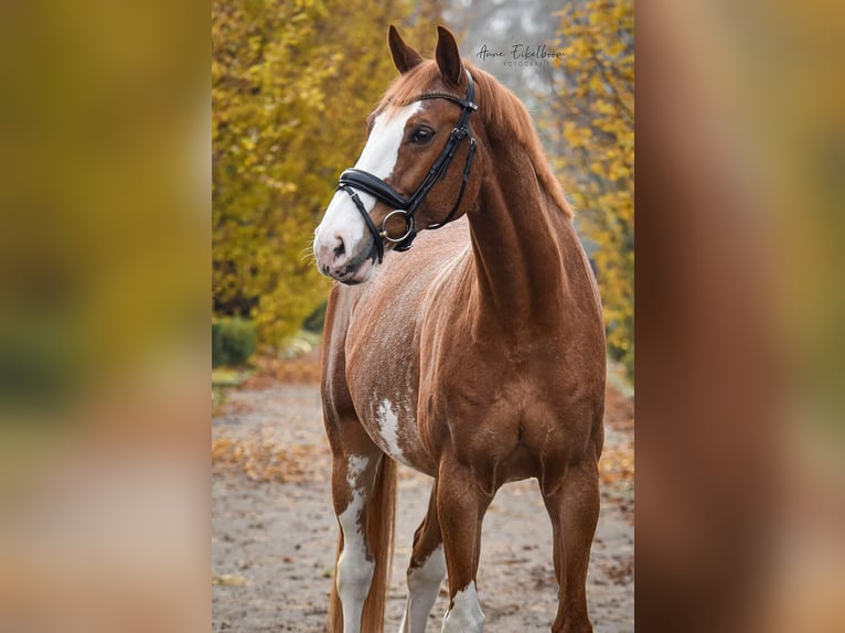 NRPS Gelding 14 years 16,1 hh Sabino in Nuland