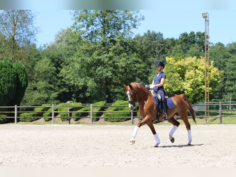 NRPS Gelding 15 years 14,2 hh Chestnut-Red in Schilde