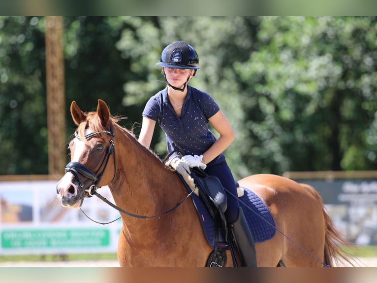 NRPS Gelding 15 years 14,2 hh Chestnut-Red in Schilde