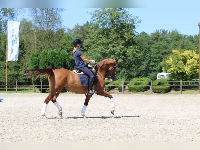 NRPS Gelding 15 years 14,2 hh Chestnut-Red in Schilde