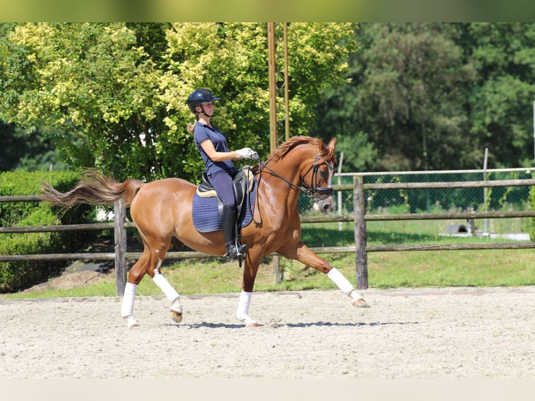 NRPS Gelding 15 years 14,2 hh Chestnut-Red in Schilde