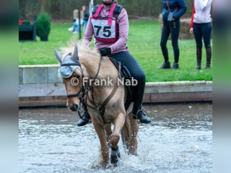 NRPS Mix Gelding 15 years 14 hh Palomino in Wilp