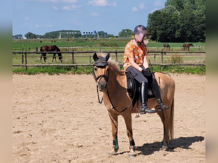 NRPS Mix Gelding 15 years 14 hh Palomino in Wilp