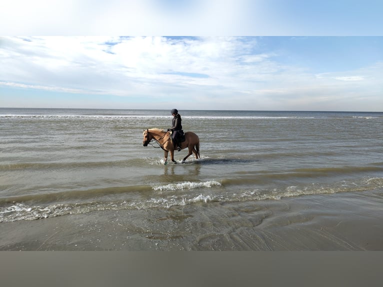 NRPS Mix Gelding 15 years 14 hh Palomino in Wilp