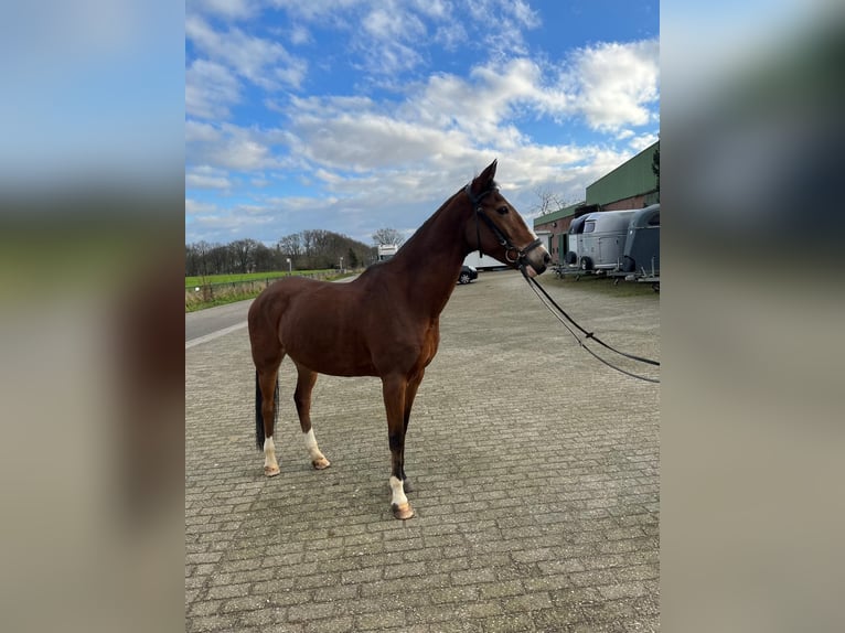NRPS Gelding 15 years 14,1 hh Brown in Sittard