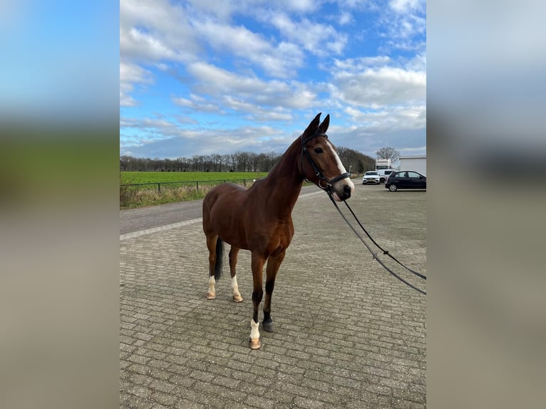 NRPS Gelding 15 years 14,1 hh Brown in Sittard