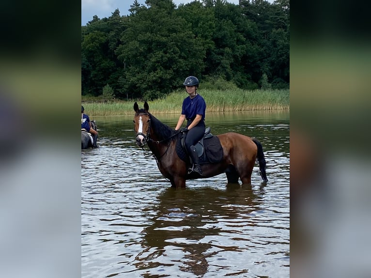 NRPS Gelding 15 years 14,1 hh Brown in Sittard