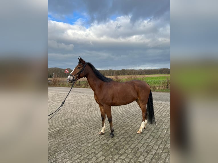 NRPS Gelding 15 years 14,1 hh Brown in Sittard
