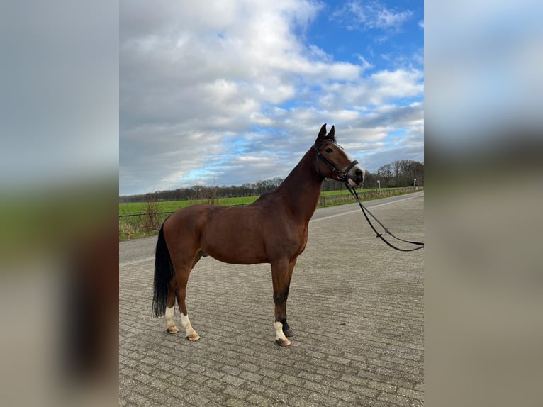 NRPS Gelding 15 years 14,1 hh Brown in Sittard