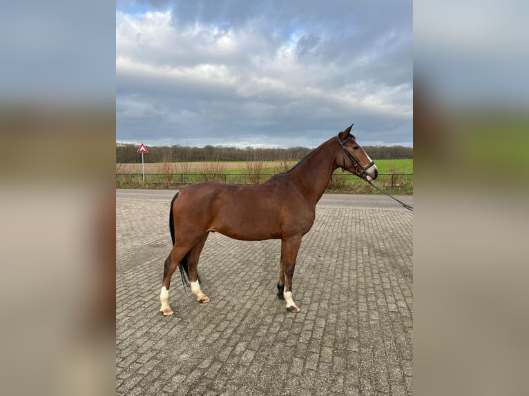 NRPS Gelding 15 years 14,1 hh Brown in Sittard