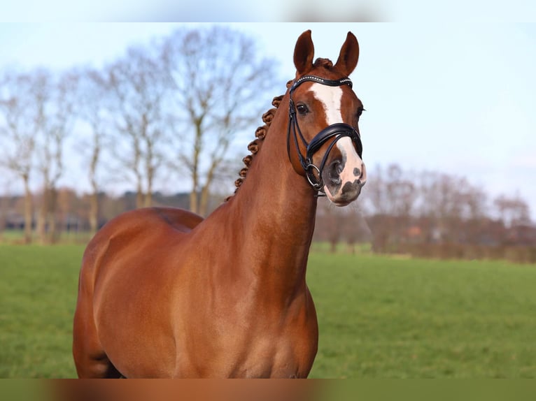 NRPS Gelding 15 years 14,2 hh Chestnut-Red in Schilde