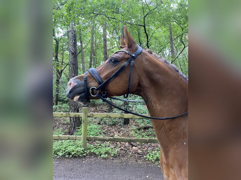 NRPS Gelding 15 years 14,2 hh Chestnut-Red in Schilde