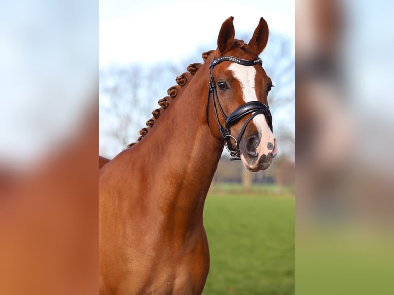 NRPS Gelding 15 years 14,2 hh Chestnut-Red in Schilde