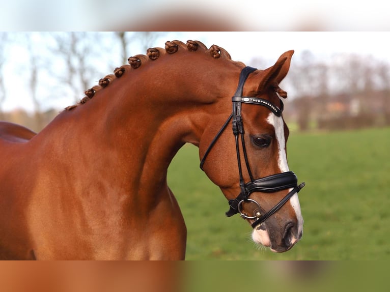 NRPS Gelding 15 years 14,2 hh Chestnut-Red in Schilde