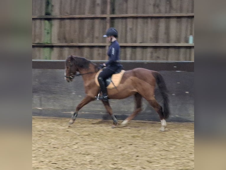 NRPS Gelding 16 years 14,1 hh Chestnut in Düsseldorf